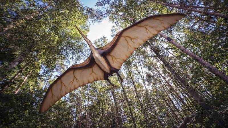 中国研究人员发现长着“蝙蝠翅膀”的恐龙——证实恐龙滑翔假说