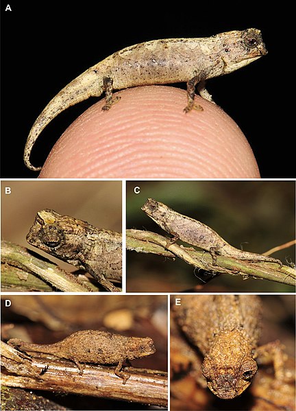 432px Brookesia Nana Fig4