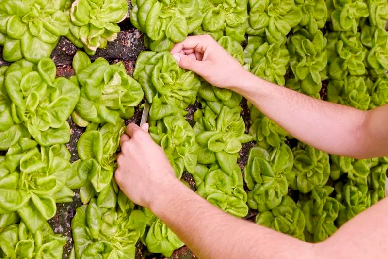 在墙上种菜：垂直农场让你在室内种植新鲜蔬菜