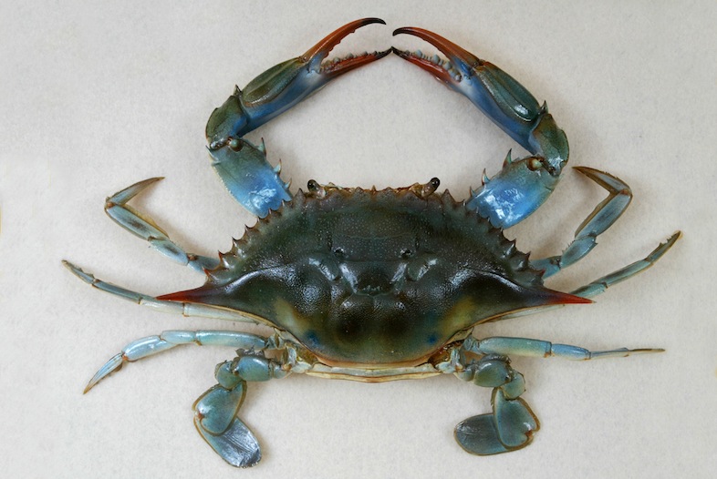 The Childrens Museum Of Indianapolis Atlantic Blue Crab