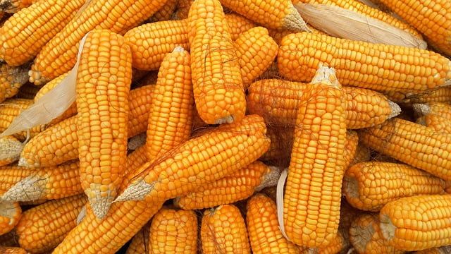 corn,玉米
