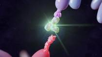 科学家发现恶性肿瘤的新免疫疗法