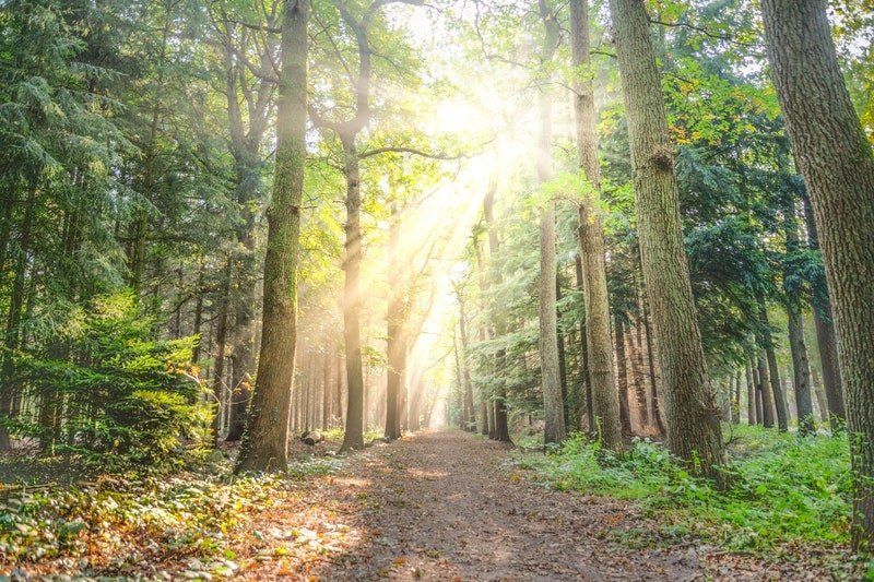 Landscape Photo Of Pathway Between Green Leaf Trees 615348