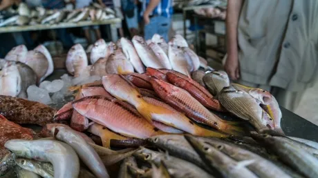 地中海入侵物种是危机  也是转机