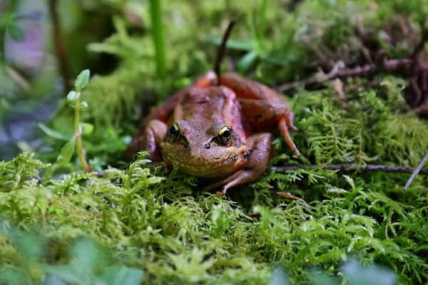 ワシントン州ホー熱帯雨林の植生の間にアカアシガエル