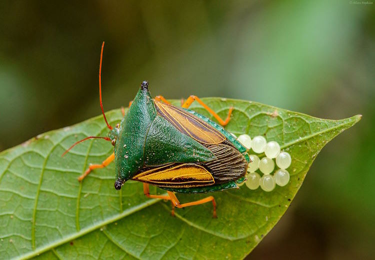 Shieldbug