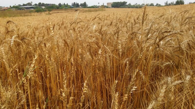 Wheat Own Photo